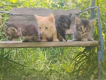 Отдам котят в хорошие руки. Помёт из 4 малышей: - Окрас: рыжий