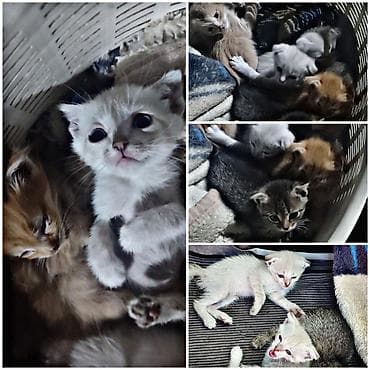 Котята домашние, помёт разноокрашенный: - Окрас: белый/кремовый lalafo.kg да Котята домашние, помёт разноокрашенный: - Окрас: белый/кремовый
