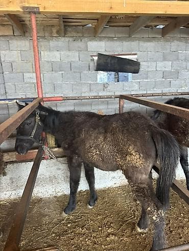 тайган ит: Сатам | Тай | Аргын | Көбөйтүү үчүн — 5