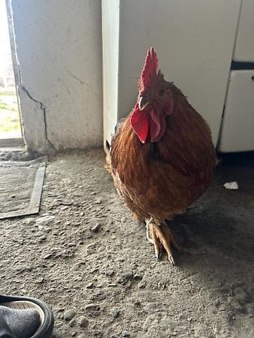 вольер для кур: Продаю | Петух | Домашняя | Для разведения — 4