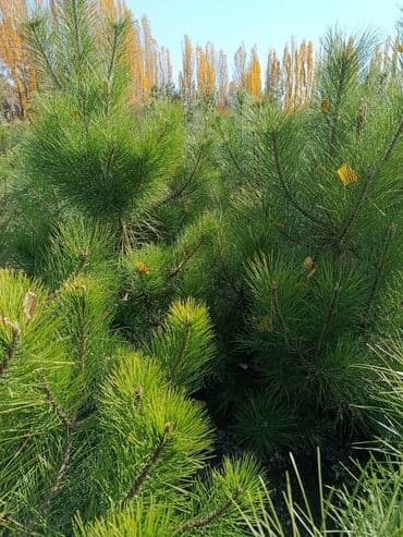 печь для отопления дома бишкек: Саженцы деревьев: Сосны — 2