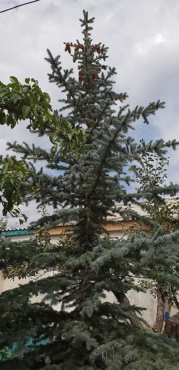 семена хвойных купить: Продаю Тянь-Шаньскую голубую ель — 2
