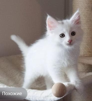1 месяц, Девочка, Белый, Приучена к лотку