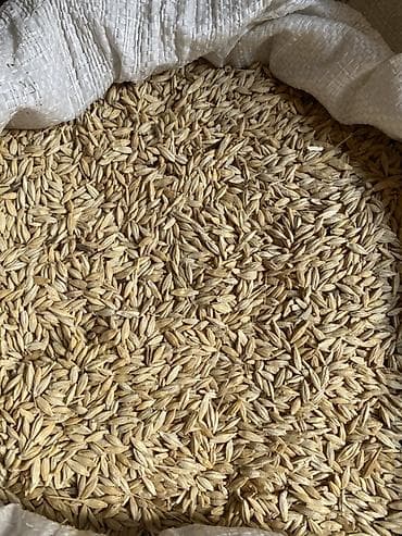 очищенные орехи: Овёс в мешках - Натуральное зерно овса в шелухе, целое, однородной — 1