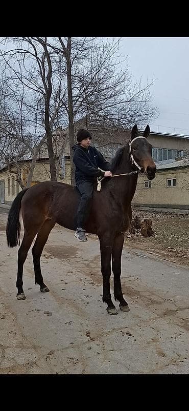 кой тащ: Продаю | Жеребенок | Английская | Конный спорт — 3