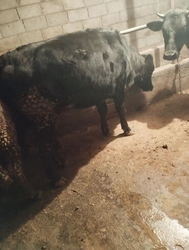 продажа домашних животных: Продаю | Бык (самец) | На откорм — 3