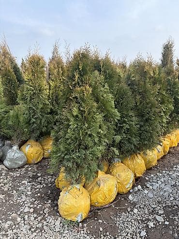 бройлер арбор: Туя западная (вероятно ‘Smaragd’/‘Brabant’) с комом земли в — 2