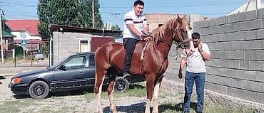 Продаю | Жеребец | Дончак