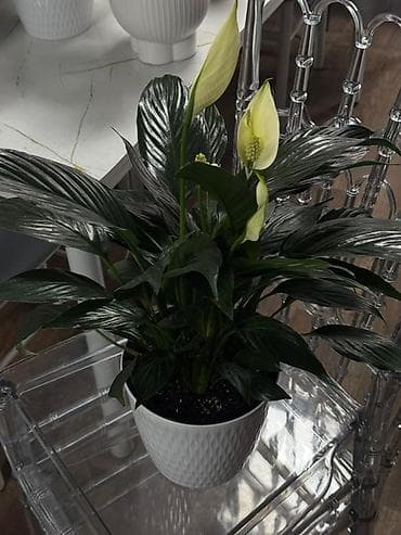 комнатная пальма: Комнатные растения в декоративных кашпо 1) Замиокулькас (Zamioculcas — 8