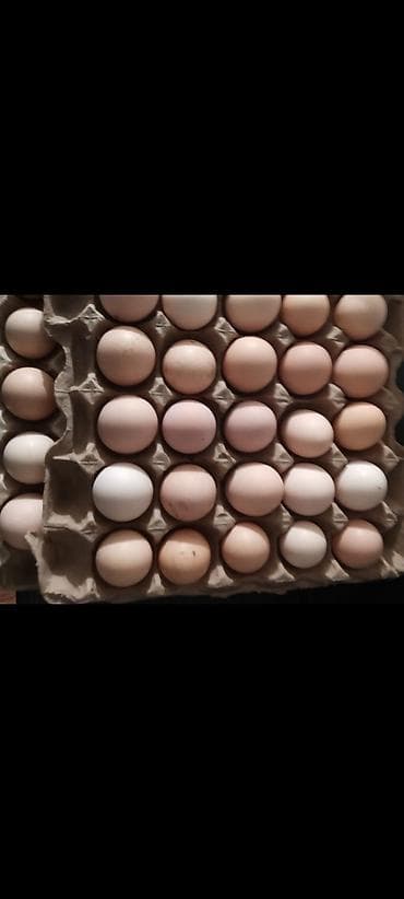 Продам : Яйца инкубационные в любом количестве, всегда — 10