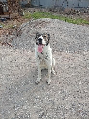 белая собака: Собака крупного размера, Окрас бело-тигровый: спина и бока тигровые — 2