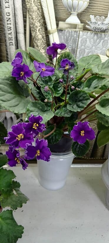 сирень в бишкеке: В продаже трейлерные (ампельные и кустовые)фиалки: детки, стартеры(от — 27