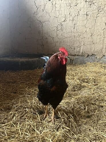 купить корову швицкой породы: Продаю | Петух | Для разведения — 2