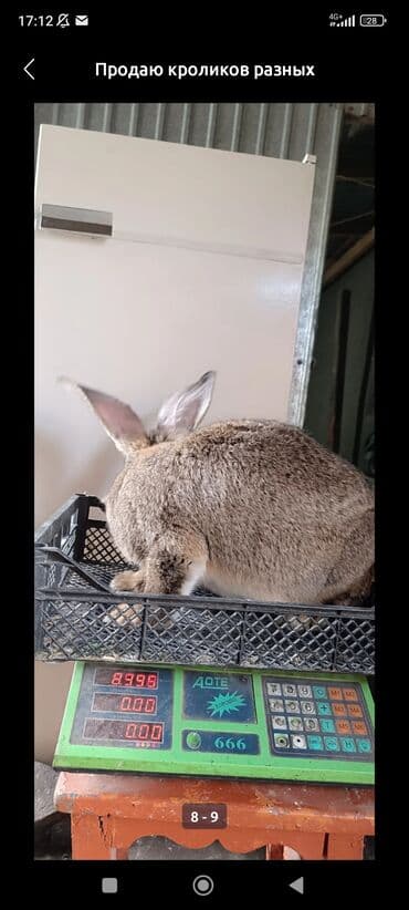 тай кони: Продаю | Крольчата | Белый великан | Для разведения — 7