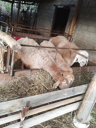 кой эдилбай: 3шт кой — 2