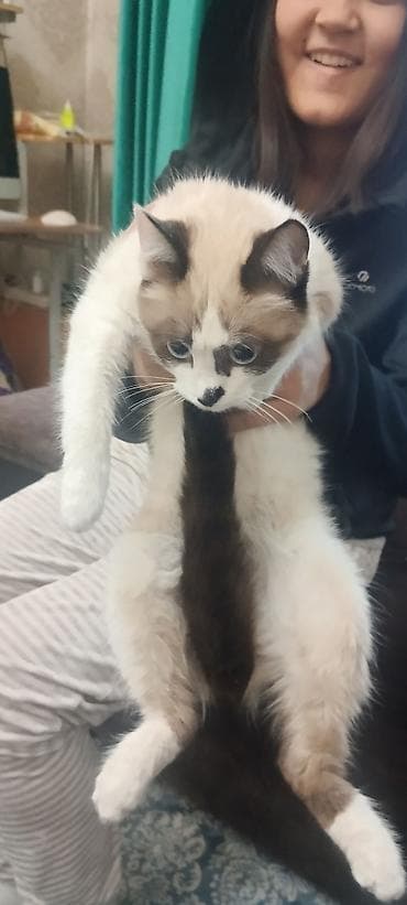 Вязка кошек: 6 месяцев, Девочка, Приучена к лотку, С документами, С прививками — 1