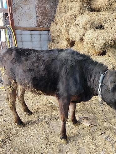 Грызуны: Продаю | Бык (самец) | На откорм | Привязанные — 1