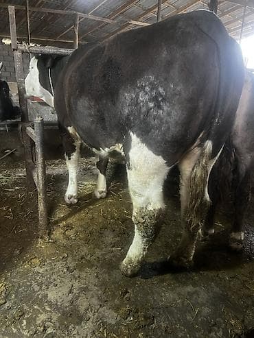 бычки купить оптом: Продаю | Корова (самка) | Полукровка | На откорм | Привязанные — 4