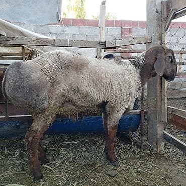 алабай сука: Продаю | Баран (самец) | Эдильбаевская | Для разведения — 1