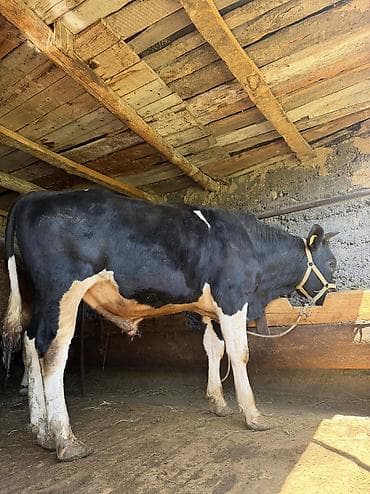 где купить кошку в бишкеке: Продаю | Бык (самец) | Привязанные — 1