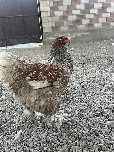 ящик пластиковый: Продаю | Инкубационные яйца | Брама | Для разведения — 3