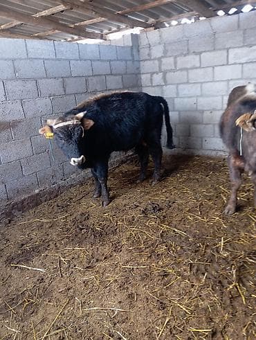 дойные каровы: Продаю | Бык (самец) | На откорм — 3