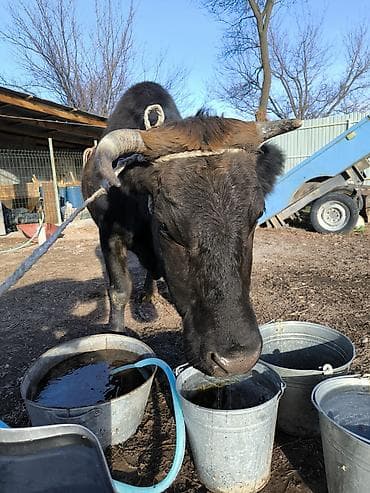 жаныбарлар: Сатам | Уй (ургаачы) | Сүт алуу үчүн | Бооз — 3