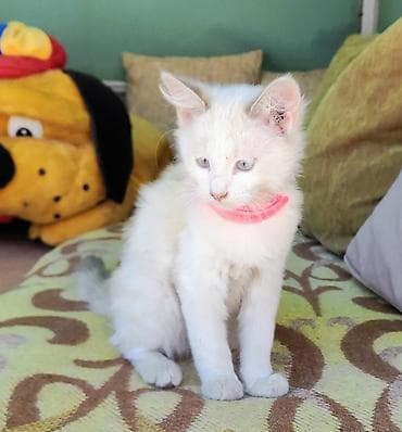 Отдам даром кошку: 3 месяца, Девочка, Приучена к лотку, Проглистована — 2