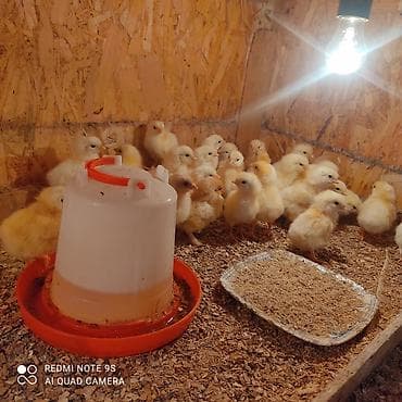 машинки для стрижки животных: Продаю | Цыплята | Кучинская | Для разведения — 4