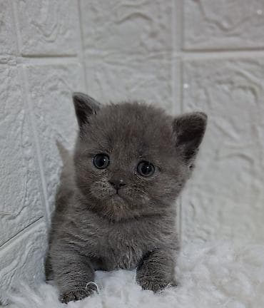 Продажа кошек: Продаётся шотландская девочка,скотиш — 4