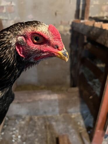 кролики каракол: Бойцовые Петух 7 месяцев На фото молодняк Одна Курица год — 7