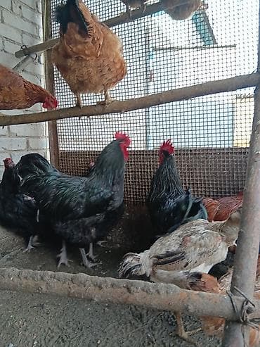 журавль: Продаю — 4