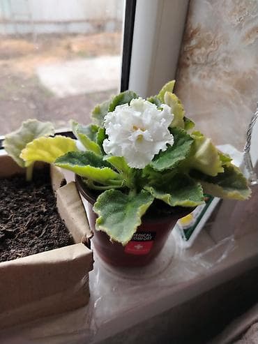 Отдам даром: Белая фиалка обмена на 2 л растительного масла доня район старого — 1