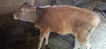 А/ч жаныбарлары үчүн тоюттар: Сатам | Кунаажын | Бордоп семиртүү үчүн | Байланган — 2