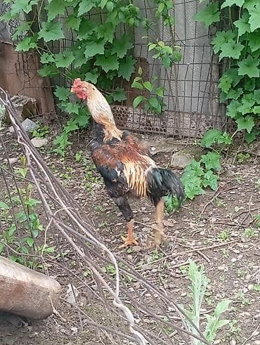 когучкон сатылат: Сатам | Короздор | Тебиштирүүчү | Көбөйтүү үчүн — 4