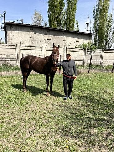 лошади жеребцы: Продаю | Конь (самец) | Конный спорт — 3