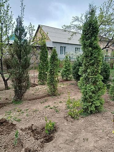 дерево туя: Цена от 7000 до 9000 сом. г. Бишкек, жилой массив Кок-Жар. Самовыкоп — 3
