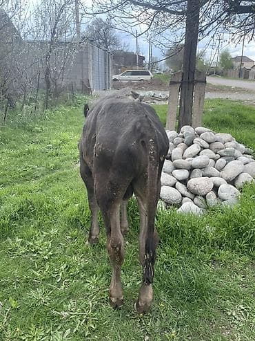 хара: Сатам | Бука (эркек) | Бордоп семиртүү үчүн — 2