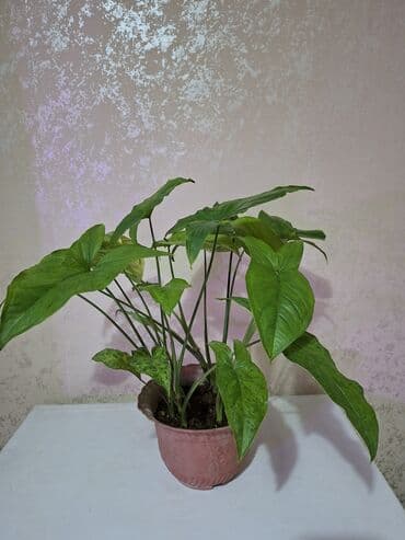 аквариум цена бишкек: Сингониум мохито, большой горшок много растений 500 сом Пальма — 2