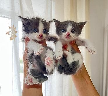 Кошки: Срочно!Ищем добрые руки для милых котят!💔Котята чистенькие, игривые — 1