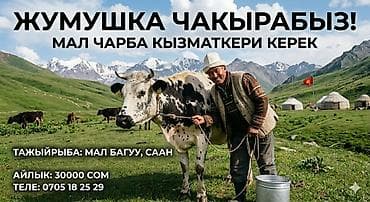 работа консультант бишкек: Требуется Скотник, Оплата: Ежемесячно — 1