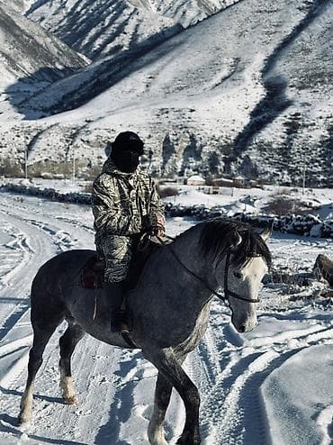 Аквариумдар: Сатам | Жылкы (эркек), Байтал — 3