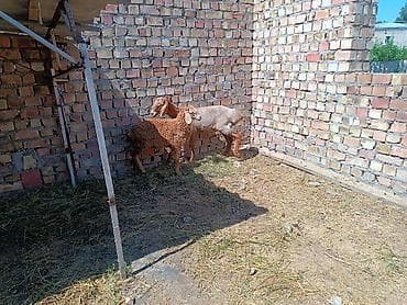 дакан тулак: Продаю | Баран (самец) | Для разведения — 2