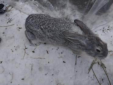 белые кролики: Продаю | Крольчата | Серый великан | Для разведения — 3