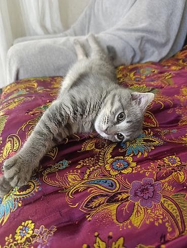 кошка: Отдам котенка в добрые руки 🤝 К лотку приучен📌 Проглистован📌 — 3