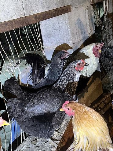 Грызуны: Продаю | Куры, Петух | Домашняя | На забой, Для разведения, Несушки — 1