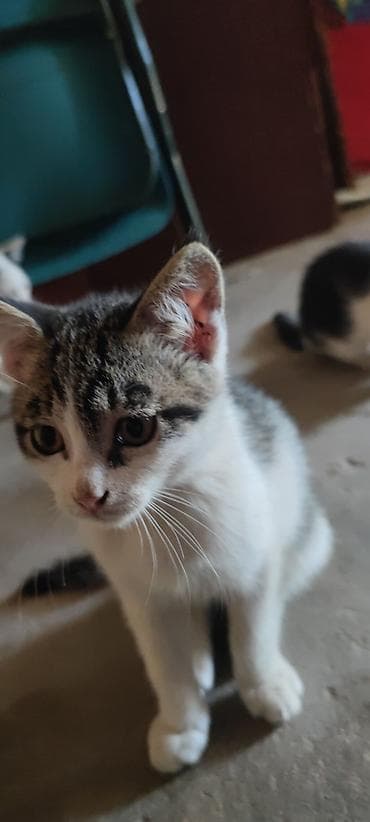 животные котята: Кошка даром: Беспородная, 3 месяца, Мальчик — 2