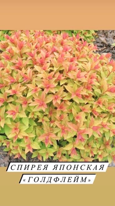 вьющиеся розы бишкек: Декоративные кустарники для сада! - спирея японская - спирея -спирея — 1