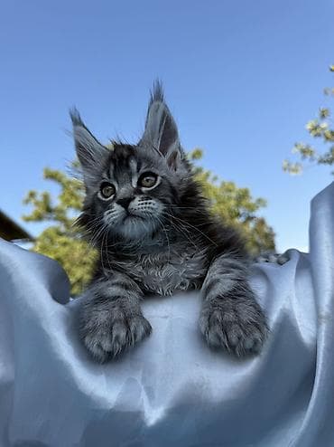 Мейн-кун, 2 месяца, Мальчик, Приучена к лотку, Проглистована, С документами at lalafo.kg Мейн-кун, 2 месяца, Мальчик, Приучена к лотку, Проглистована, С документами