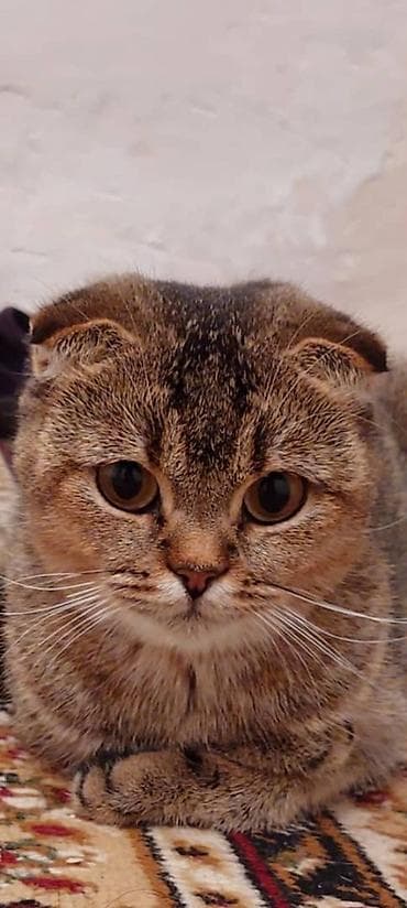 cat sofa: Продаются котята шотландской вислоухой кошки. Заходи! Возраст: 1 месяц — 4